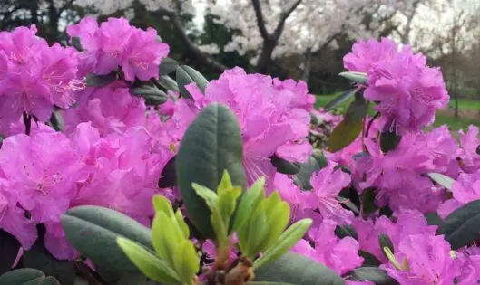 The Life of The (Spring) Party: P.J.M Rhododendron_featured_image