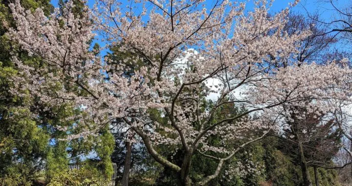 Spring Wind 480600493 1368222204133489 5923489564407578558 N