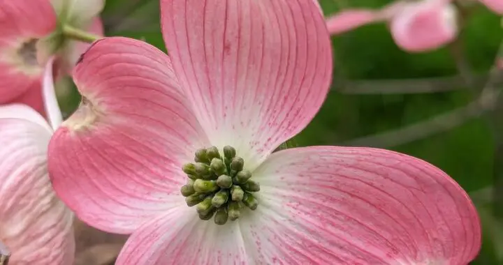 Spring 487954784 1400401227582253 8187584338208790875 N