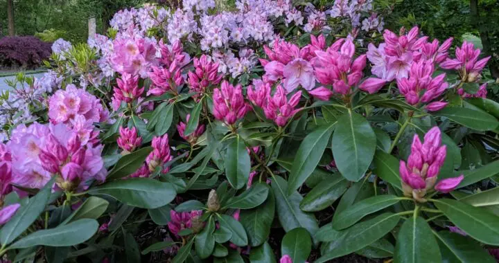 A Garden'S Greatest Gift 488521039 1400330644255978 5235198648016270353 N