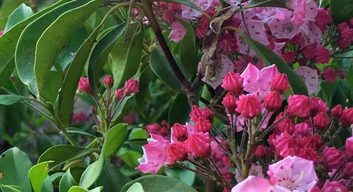 The Joy Of Flowers! 488708309 1400401240915585 8670870416394652354 N