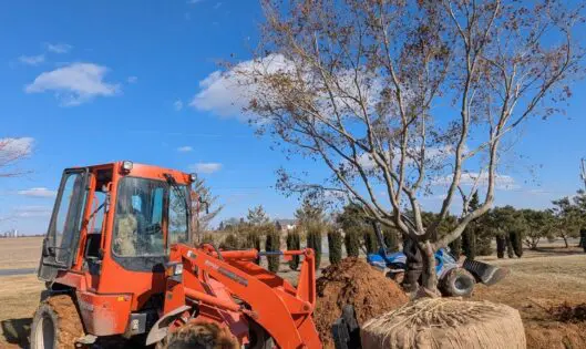 A Tree-Mendous Task_featured_image