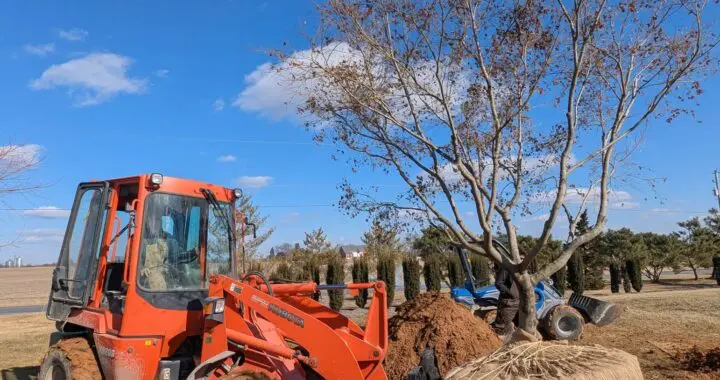 A Tree-Mendous Task 488949028 1404655447156831 956881606218267098 N