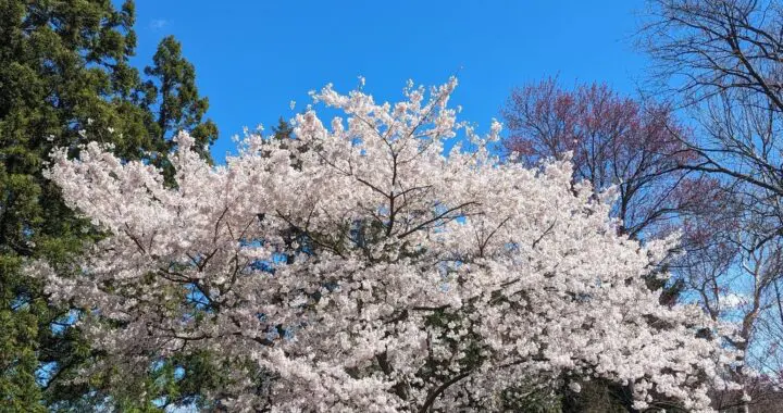 April Days 487469556 1400400804248962 6878601610025904504 N