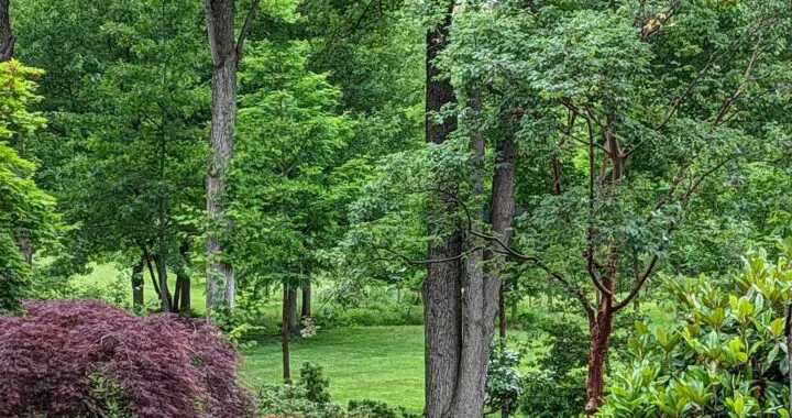 Your Gardne Oasis - Realizing The Dream (Part 5) 19 Your Gardne Oasis - Realizing The Dream (Part 5) 491938130 1410320493256993 93862578205510135 N