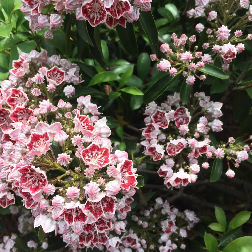 Did You Know... 2 Did You Know... 490739899 1410393843249658 8052126235046069000 N