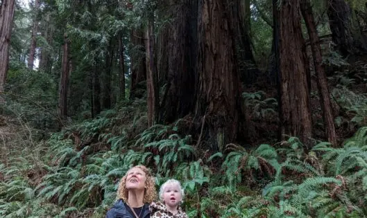 The Unceasing Song of Trees_featured_image