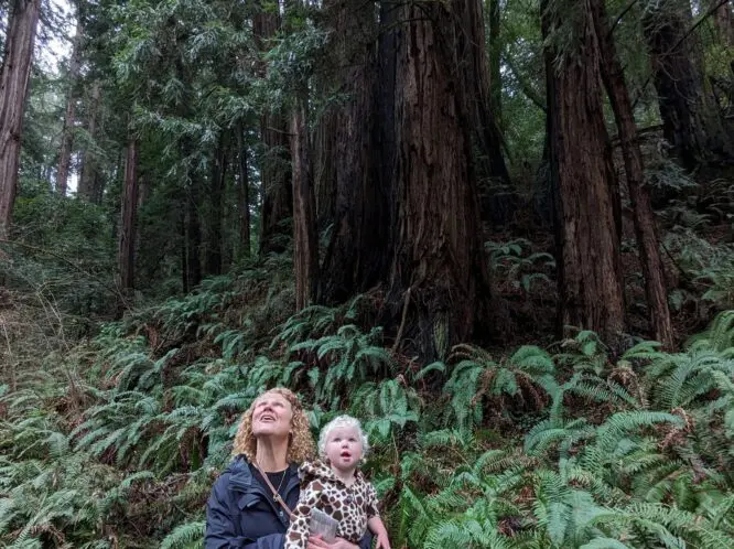 The Unceasing Song of Trees_featured_image