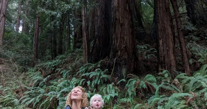 The Unceasing Song Of Trees 500741115 1441815106774198 972323438688466640 N