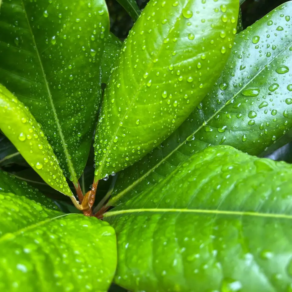 Raindrops On Rhodies And Pines Trees And Hollies.... 5 Raindrops On Rhodies And Pines Trees And Hollies.... 506642439 1459074988381543 1057360583391659832 N