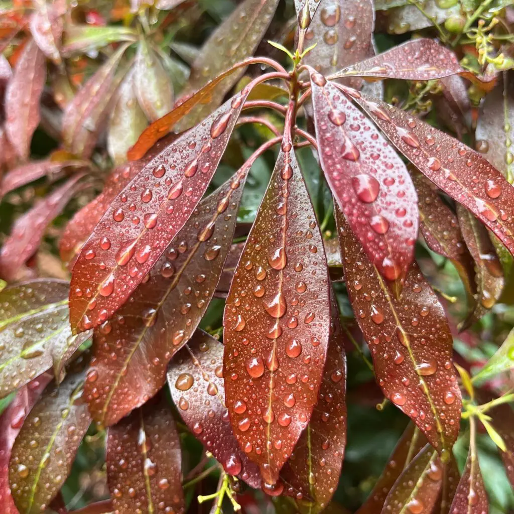 Raindrops On Rhodies And Pines Trees And Hollies.... 3 Raindrops On Rhodies And Pines Trees And Hollies.... 506658118 1459073528381689 2939497027063750436 N