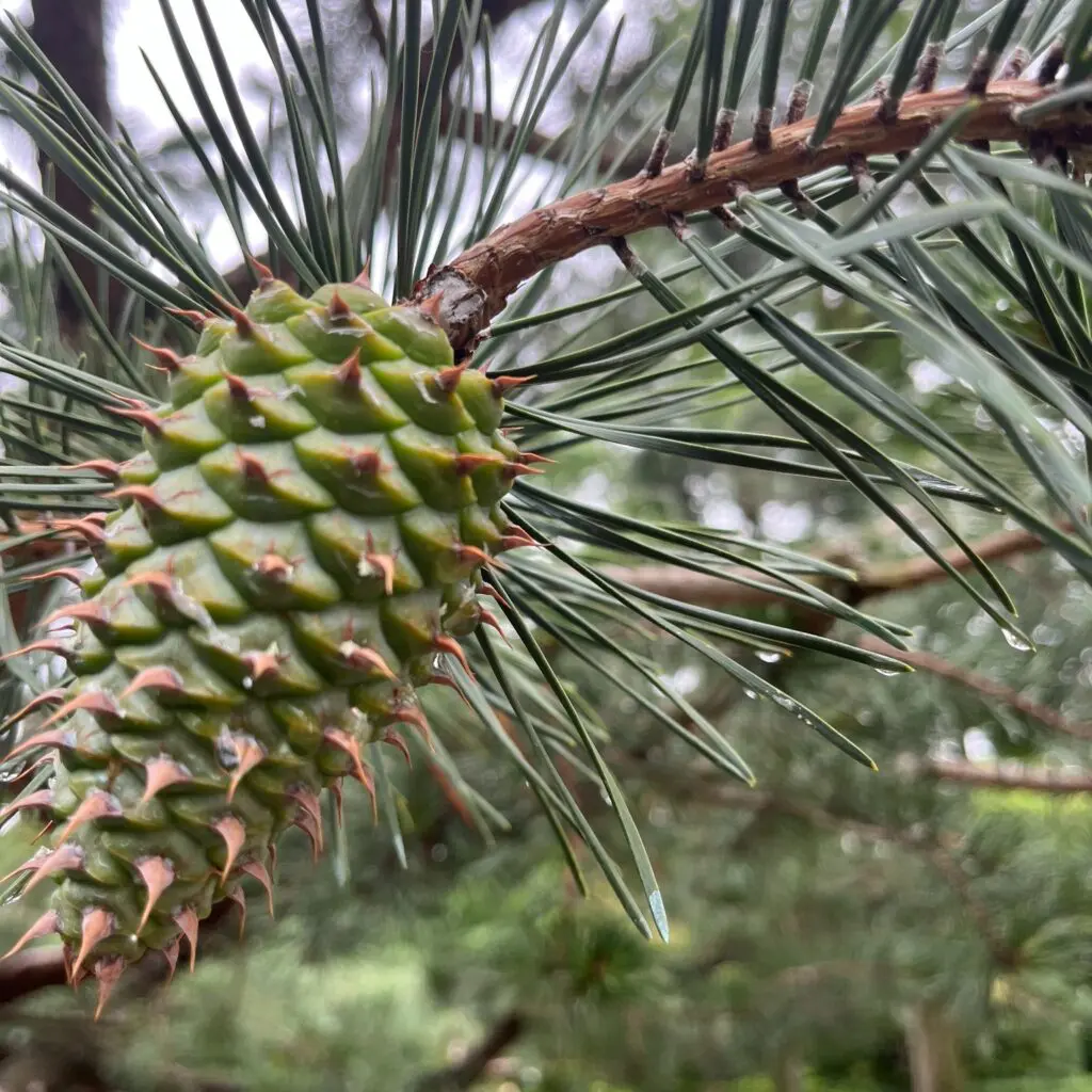 Raindrops On Rhodies And Pines Trees And Hollies.... 2 Raindrops On Rhodies And Pines Trees And Hollies.... 507752033 1459073421715033 7737837866797917174 N