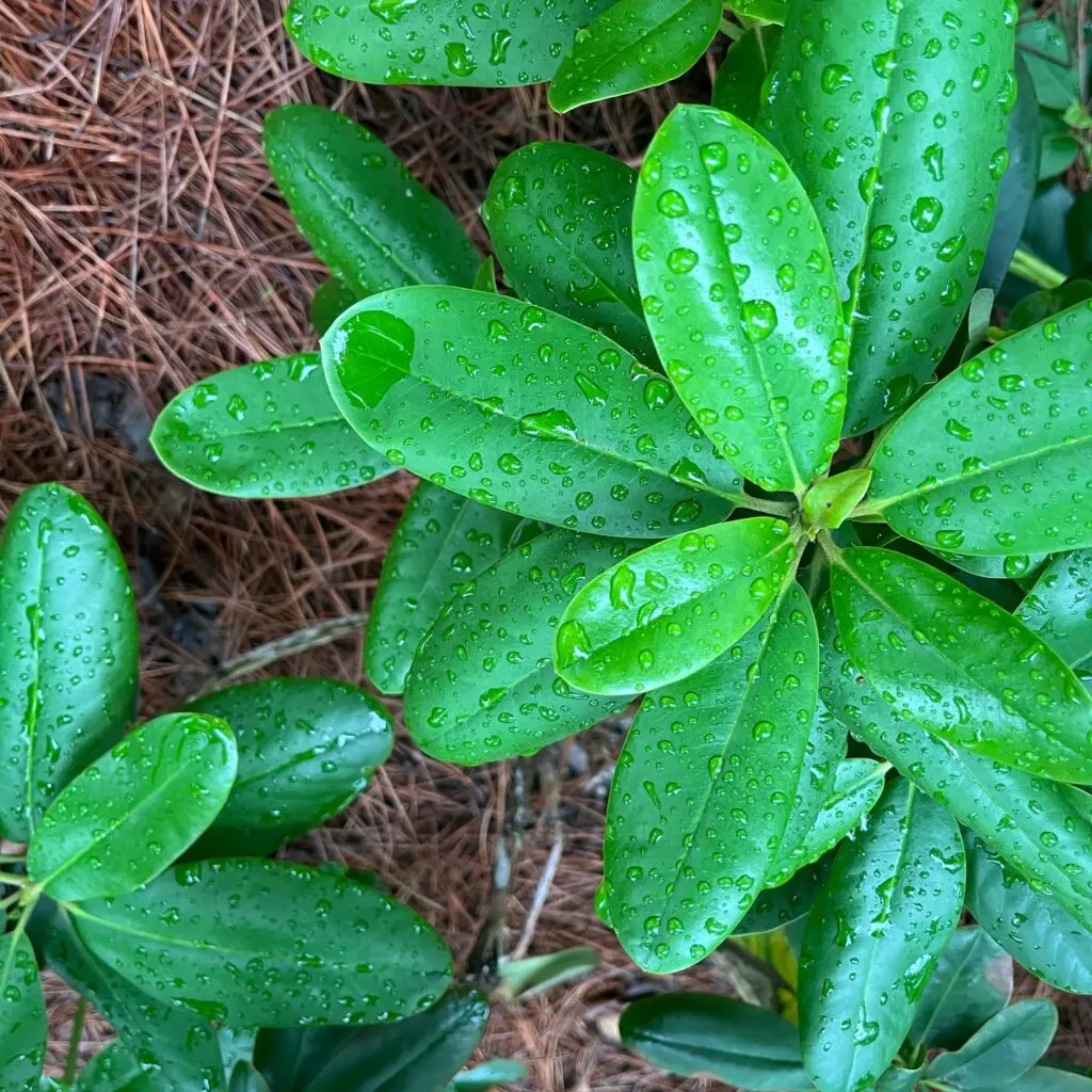 Raindrops On Rhodies And Pines Trees And Hollies.... 1 Raindrops On Rhodies And Pines Trees And Hollies.... 508110491 1459073178381724 6901675788258726706 N