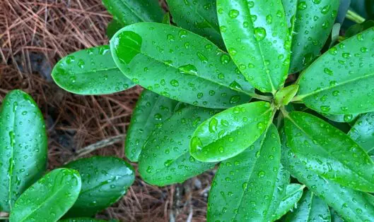 Raindrops On Rhodies and Pines Trees and Hollies…._featured_image