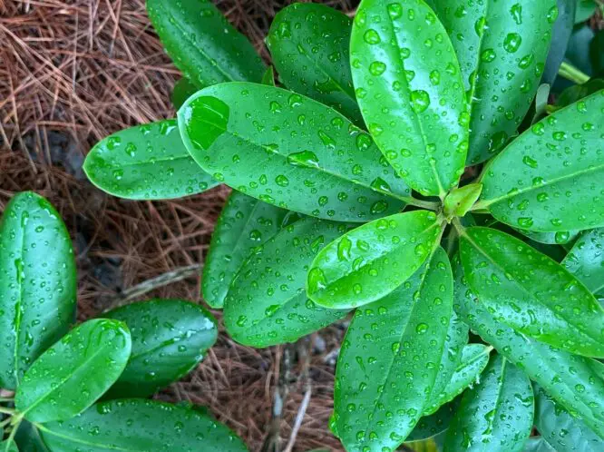 Raindrops On Rhodies and Pines Trees and Hollies…._featured_image