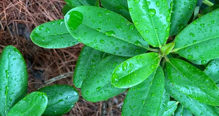 Raindrops On Rhodies And Pines Trees And Hollies.... 5 Raindrops On Rhodies And Pines Trees And Hollies.... 508110491 1459073178381724 6901675788258726706 N