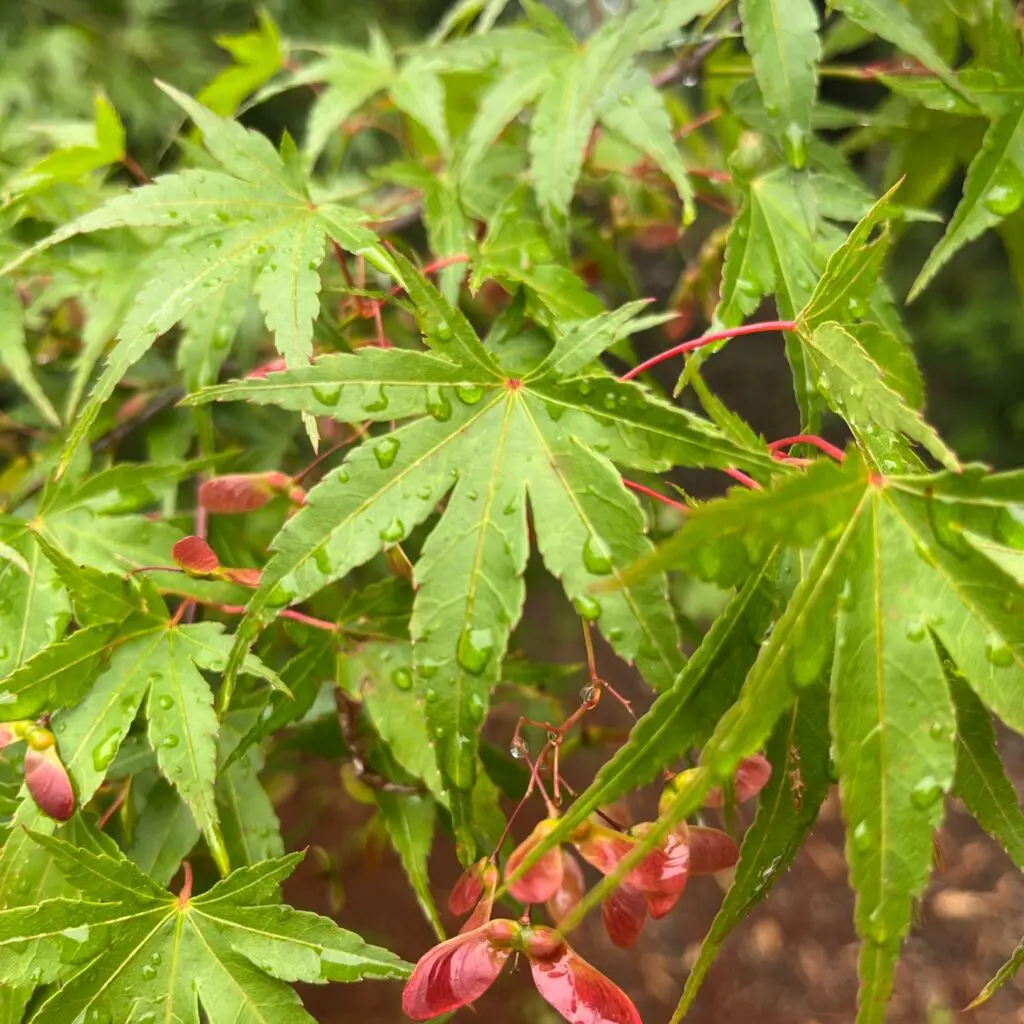 Raindrops On Rhodies And Pines Trees And Hollies.... 8 Raindrops On Rhodies And Pines Trees And Hollies.... 508115122 1459075095048199 4430062857523646625 N