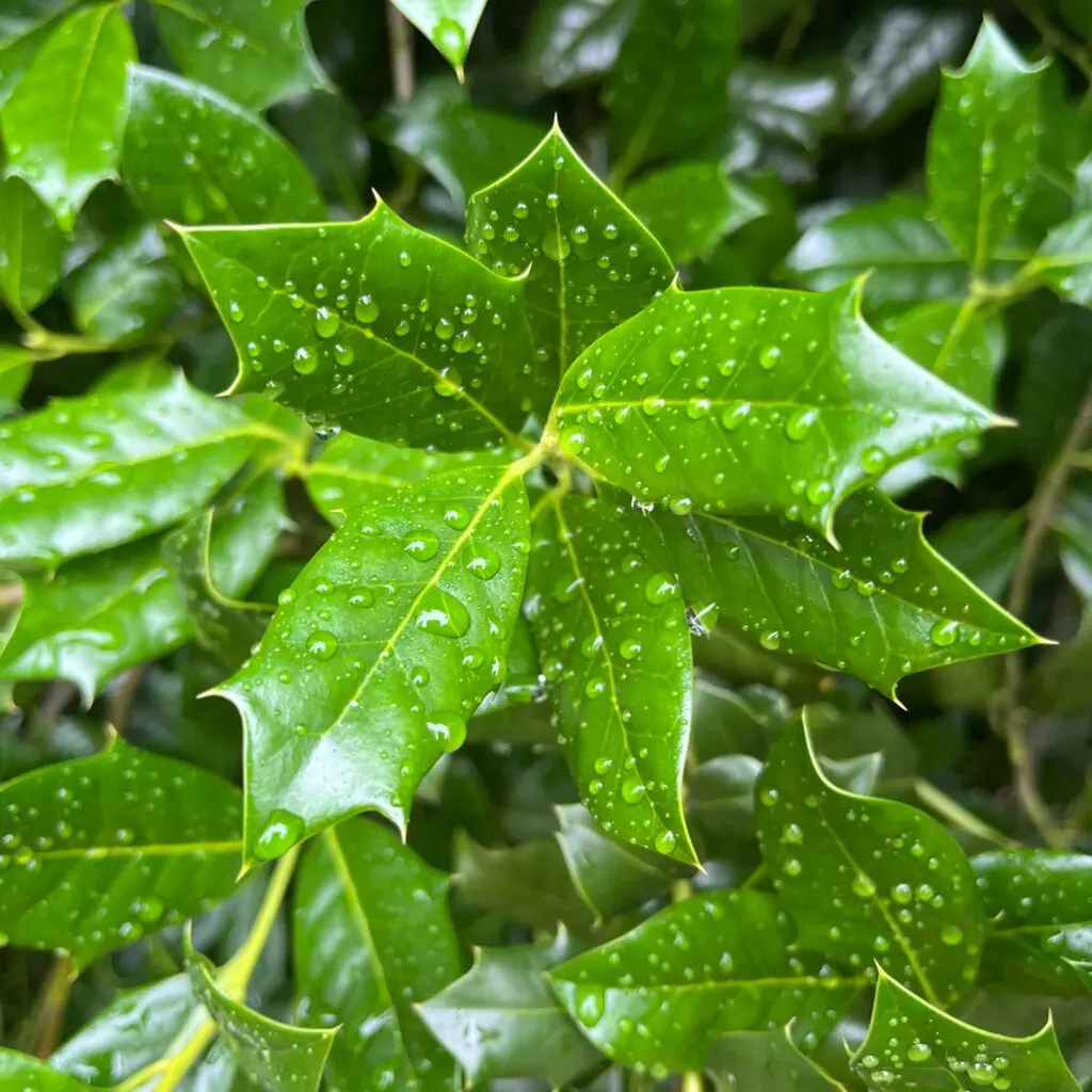 Raindrops On Rhodies And Pines Trees And Hollies.... 4 Raindrops On Rhodies And Pines Trees And Hollies.... 508608931 1459072885048420 4166108853316507324 N