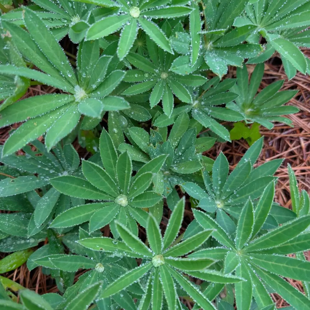 Raindrops On Rhodies And Pines Trees And Hollies.... 7 Raindrops On Rhodies And Pines Trees And Hollies.... 508629079 1459484435007265 8506092311853354329 N