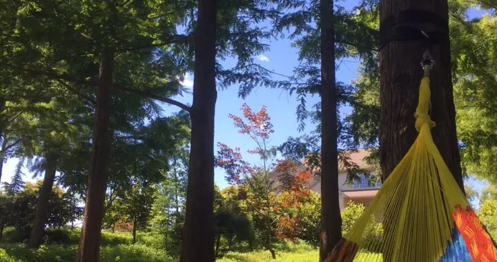 Take A &Quot;Forest Bath&Quot;; It Is Good For You (Continued From Last Week) 7 Take A &Quot;Forest Bath&Quot;; It Is Good For You (Continued From Last Week) 516442873 1475204280101947 7646353873924511062 N