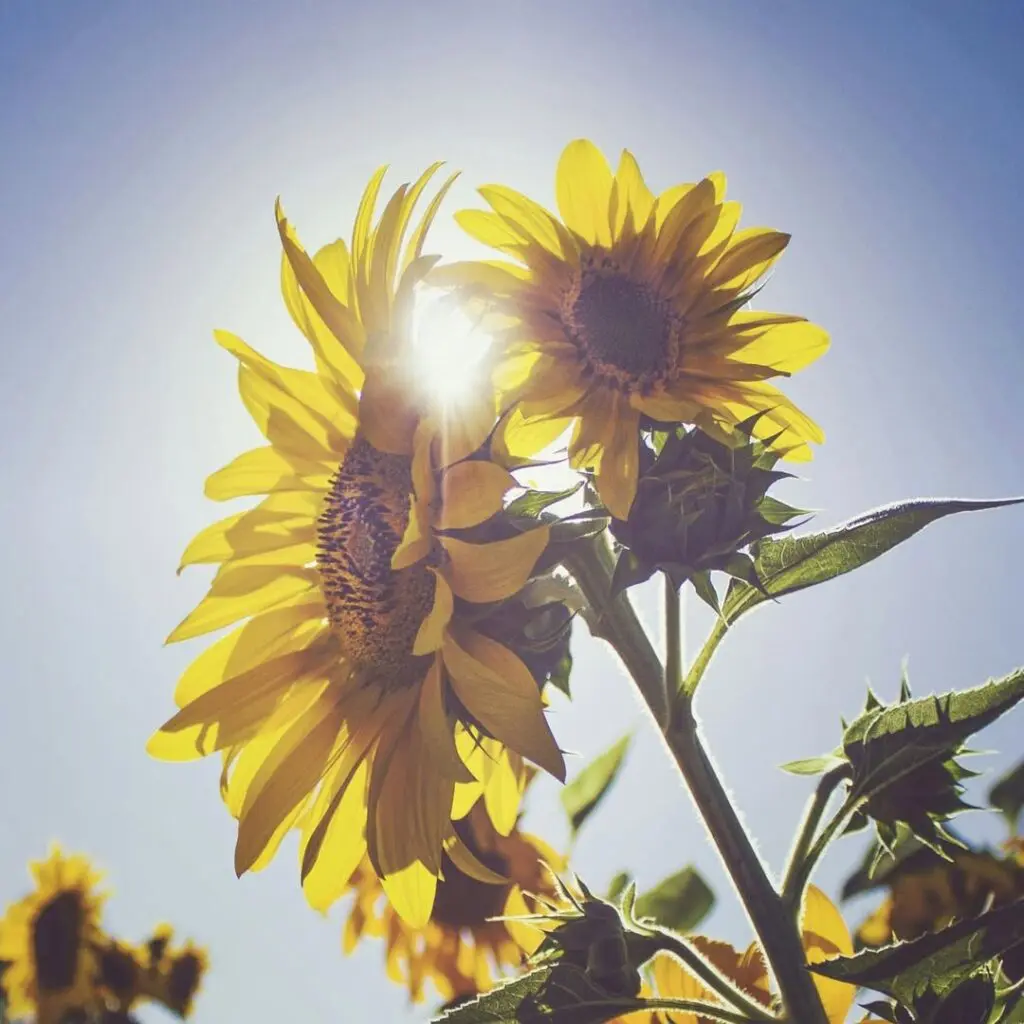 The Sunflowers Of Fukusima 1 The Sunflowers Of Fukusima 518273998 1481581356130906 3215715018979668367 N