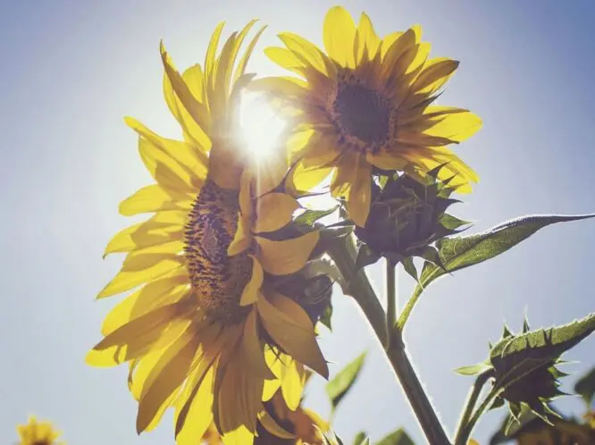 The Sunflowers of Fukusima_featured_image