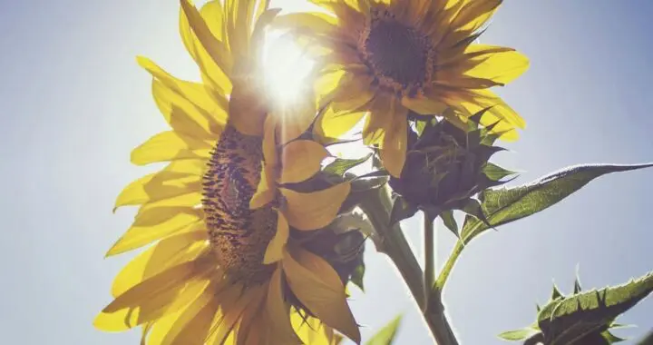 The Sunflowers Of Fukusima 5 The Sunflowers Of Fukusima 518273998 1481581356130906 3215715018979668367 N