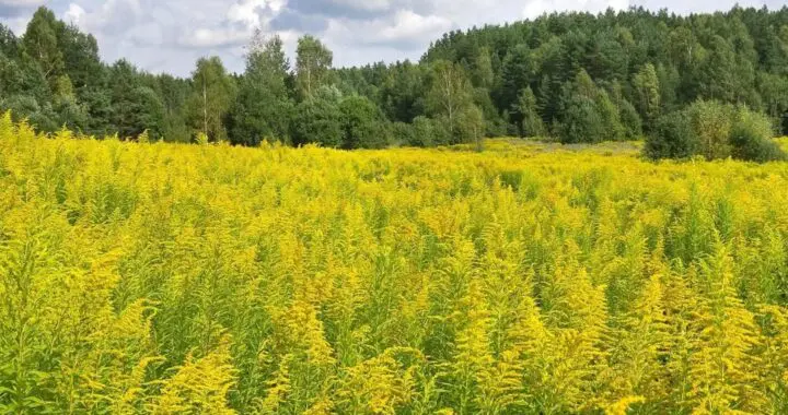 September 18 September 538516328 1515072382781803 4760684780430550351 N