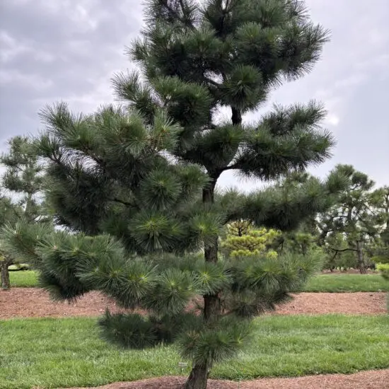 Compact Japanese Black Pine, Pinus Thunbergii 'Thunderhead'