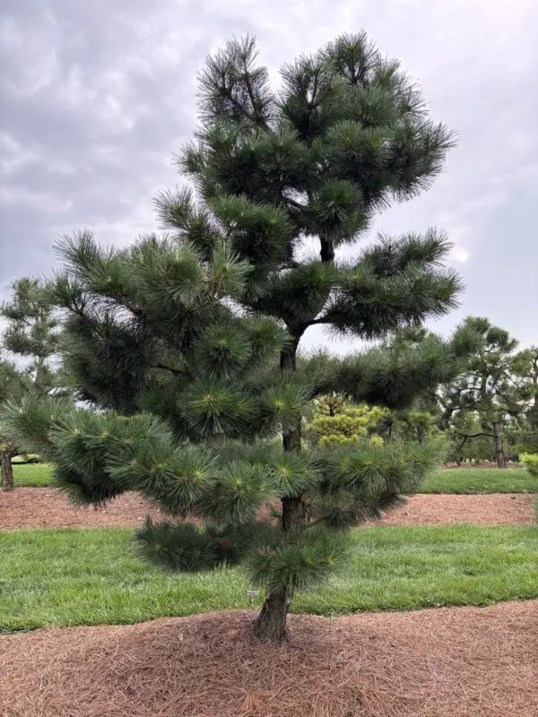 Compact Japanese Black Pine, Pinus Thunbergii 'Thunderhead'