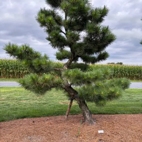 Compact Japanese Black Pine, Pinus Thunbergii 'Thunderhead'