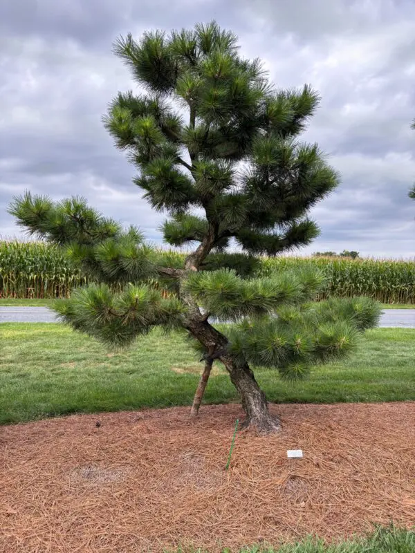 Compact Japanese Black Pine, Pinus Thunbergii 'Thunderhead'