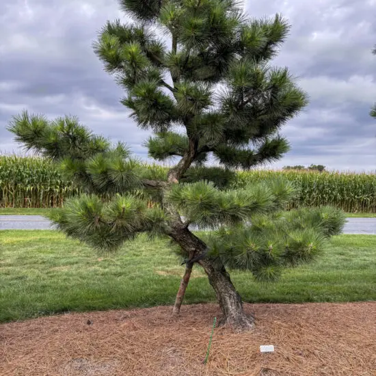 Compact Japanese Black Pine #28 Ptt0028 2