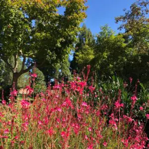 Early Autumn 2 Early Autumn 538207406 1515065882782453 3713748220153159658 N