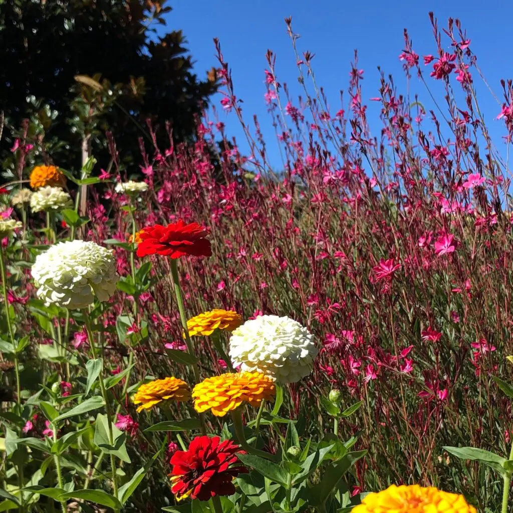 Early Autumn 538809390 1515065992782442 3593838821506312988 N