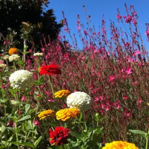 Early Autumn 1 Early Autumn 538809390 1515065992782442 3593838821506312988 N