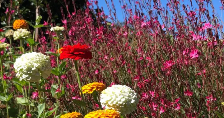 Early Autumn 4 Early Autumn 538809390 1515065992782442 3593838821506312988 N