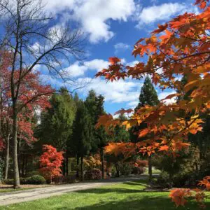 The Golden Month 9 The Golden Month 543421513 1526514378304270 256801340930308929 N