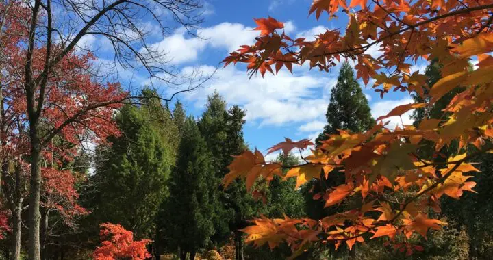 The Golden Month 13 The Golden Month 543421513 1526514378304270 256801340930308929 N