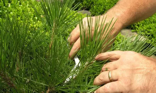 Caring for an Established Garden_featured_image
