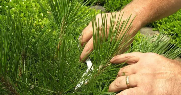 Caring For An Established Garden 1 Caring For An Established Garden 543422675 1526505191638522 1450741294794842523 N