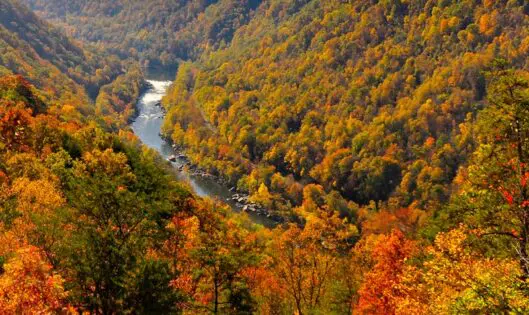 October Trees_thumbnail