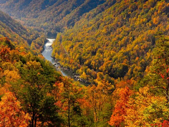 October Trees_featured_image