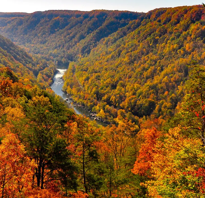 October Trees 7 October Trees 545334154 1527273344895040 414801526684924629 N