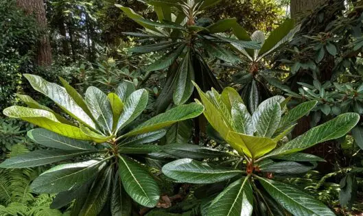 Garden Bucket List Pt 2_featured_image