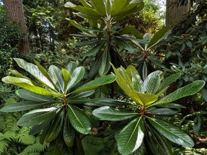 Garden Bucket List Pt 2_featured_image