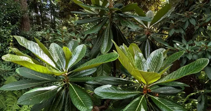 Garden Bucket List Pt 2 14 Garden Bucket List Pt 2 545443862 1527037051585336 8292686144542161746 N