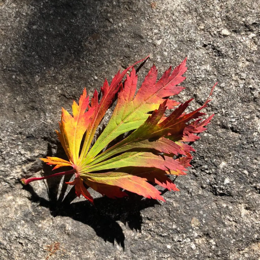 The Falling Leaves 11 The Falling Leaves 545902590 1532275747728133 5117953588156316699 N