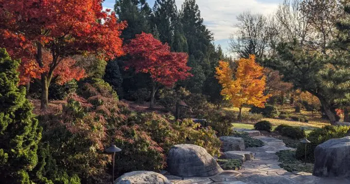 The Falling Leaves 9 The Falling Leaves 547205894 1532275957728112 3696150750447331239 N