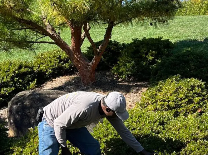 Garden Care Tips For Early Autumn_featured_image